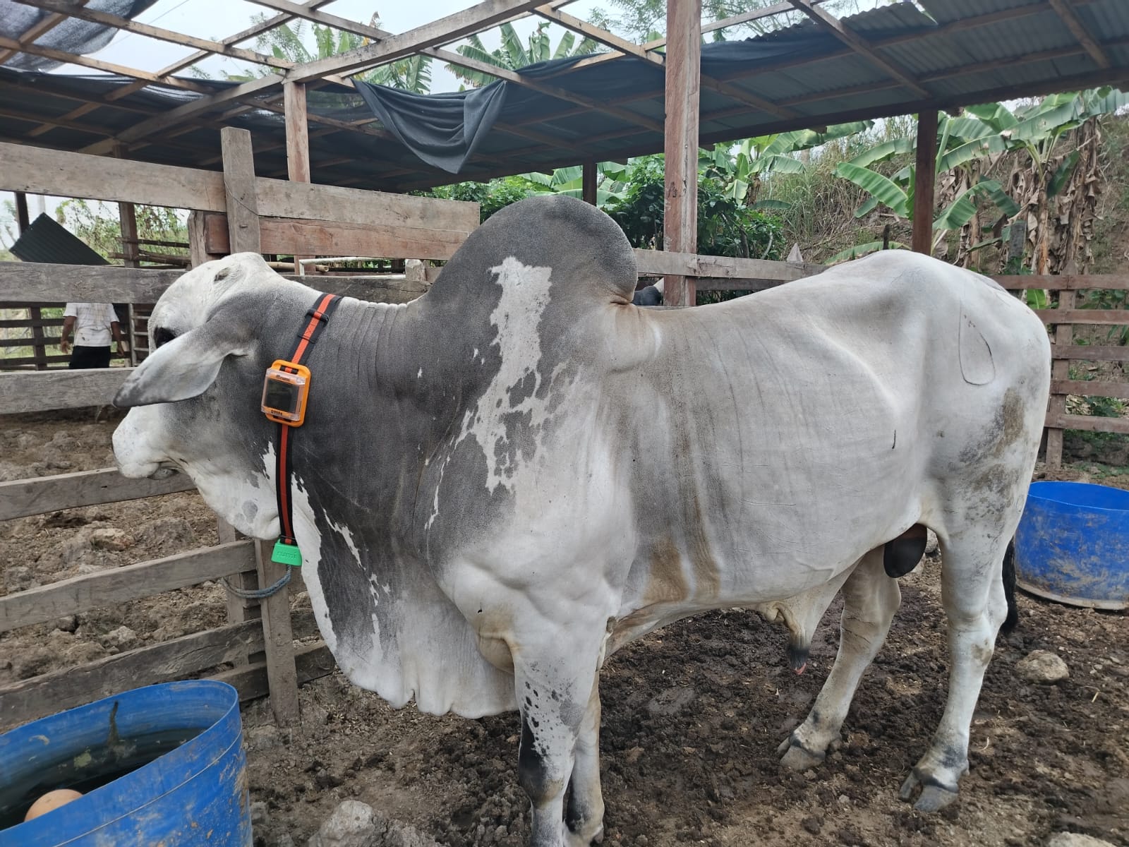 Sistema de monitoreo GPS para ganado vacuno